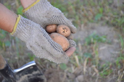 Woman digs potatoes with a shovel in the garden