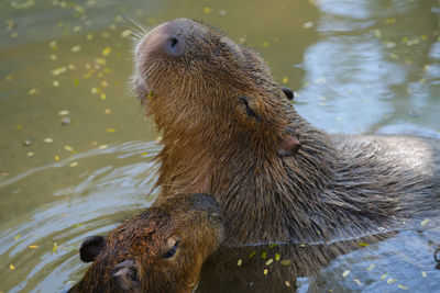 Close-up of an animal in lake