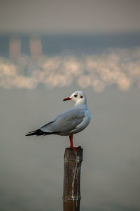 Close-up of seagull perching on wooden post