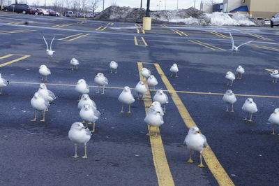 High angle view of seagulls on road