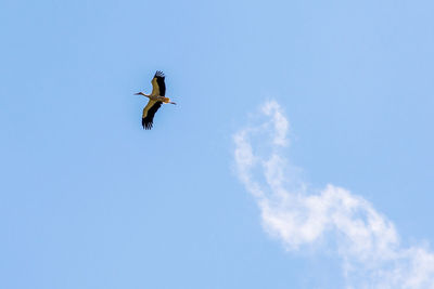 Low angle view of stork flying against sky