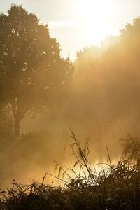 Silhouette trees by calm lake during sunset