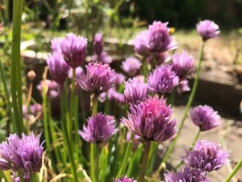 Close-up of purple pink flowers growing in field