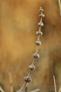 Close-up of wilted plant