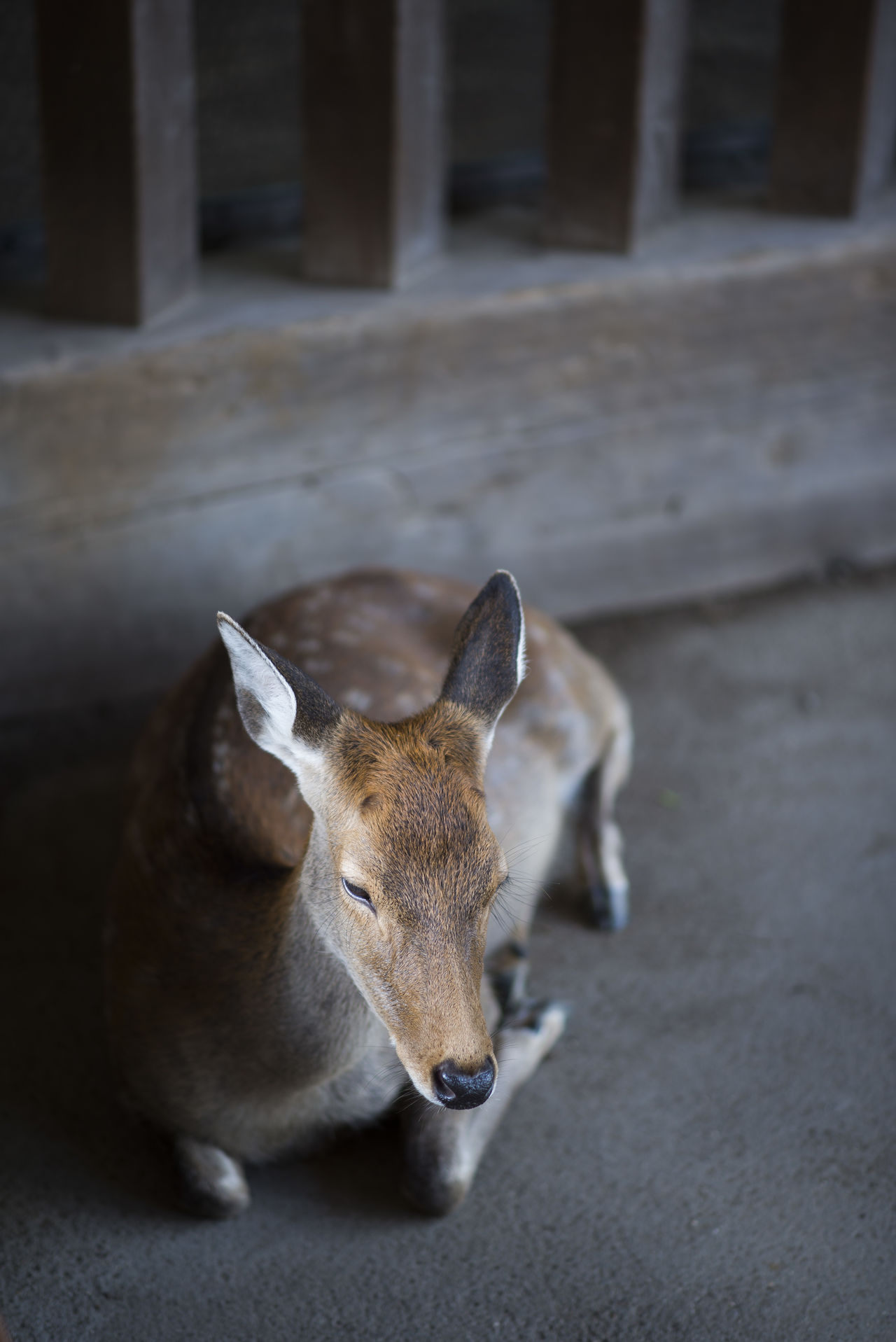 Ancient Japanese city, Nara