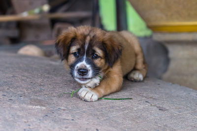 Portrait of puppy