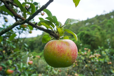 Close-up of apple on tree