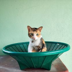 Portrait of cat sitting on wicker basket