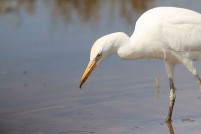 Close-up of egret in lake