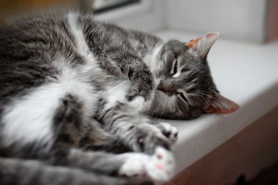 Close-up of a cat sleeping