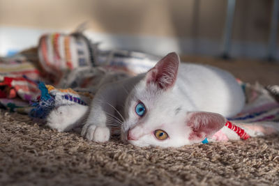 Portrait of kitten relaxing at home