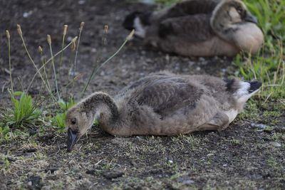 Duck resting on field
