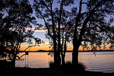 Silhouette of trees at beach during sunset