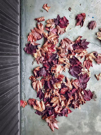 Directly above shot of dry autumn leaves