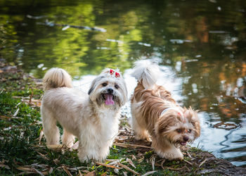 Two dogs on the ground