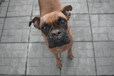 High angle portrait of dog on footpath