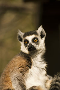 Ring-tailed lemur looking away