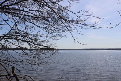 Bare tree by lake against sky