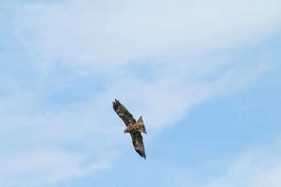 Low angle view of eagle flying in sky