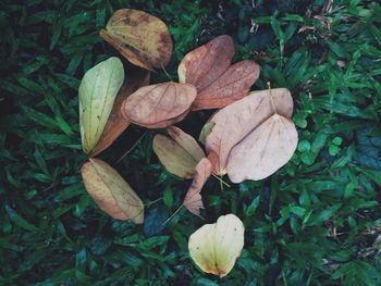 Close-up of leaves on field