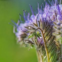 Close-up of thistle flower