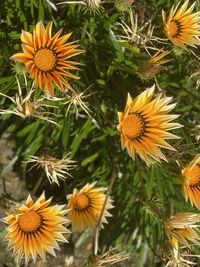 High angle view of orange flowering plants