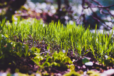 Close-up of grass growing in field