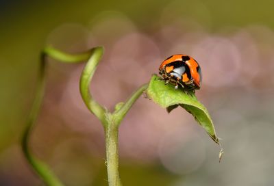 Close-up of ladybug on plant