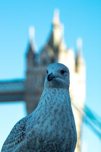 Close-up of pigeon