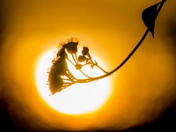 Close-up of silhouette plant against orange sky