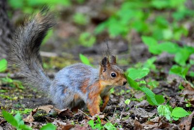 Close-up of squirrel on land