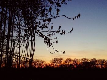 Silhouette of trees at sunset