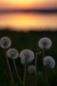 Close-up of dandelion against blurred background