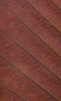 Detail shot of leaves