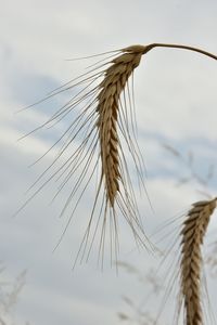 Low angle view of plants against sky