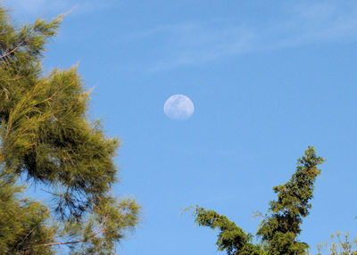 Low angle view of trees against blue sky