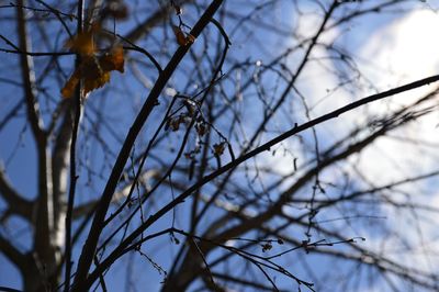 Low angle view of bare tree against sky