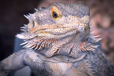 Close-up of green iguana