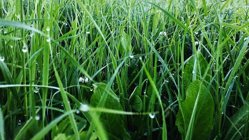 Full frame shot of fresh green grass