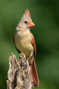 A northern cardinal perched in the summer sun