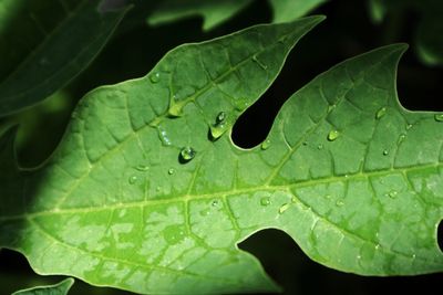 Close-up of raindrops on leaves