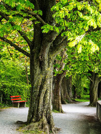 Trees growing by road in park