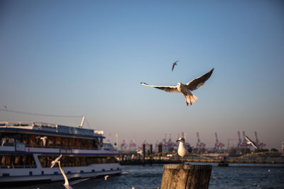 Seagulls flying over river against sky