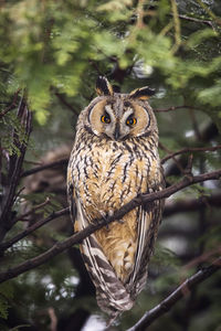 Portrait of owl perching on branch