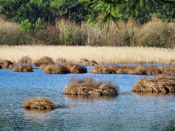 Scenic view of lake