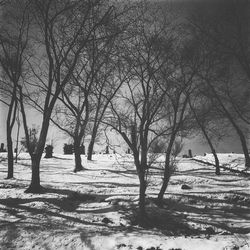 Bare trees on snow covered landscape