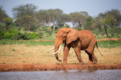 Side view of elephant on land