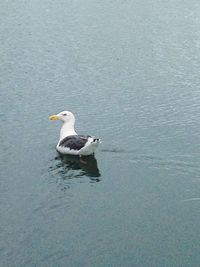 Bird in lake