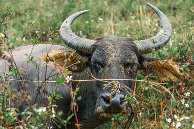 Portrait of water buffalo standing by plants