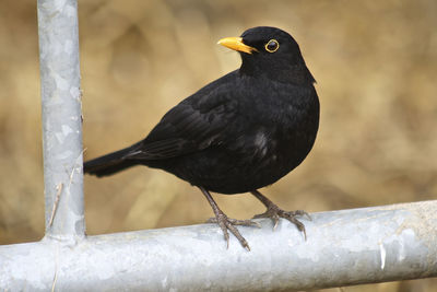 Close-up of bird perching on railing